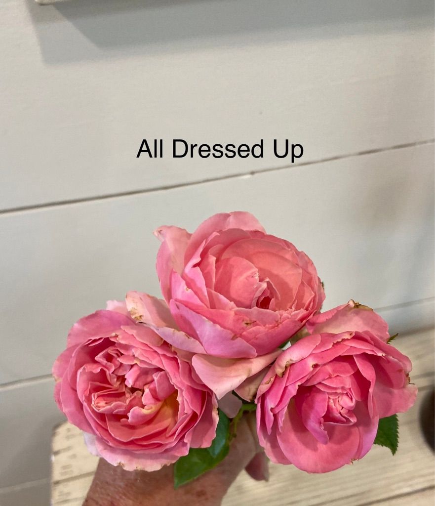 All Dressed Up