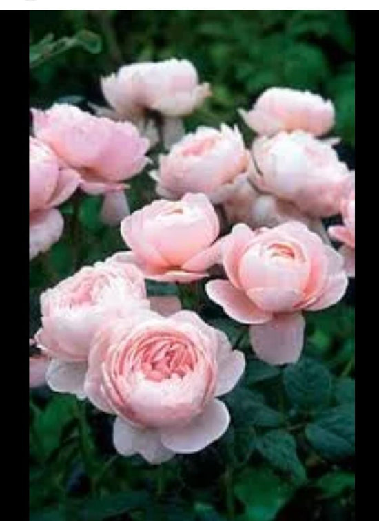 queen of sweden rose seeds Queen of Sweden – Dutch Door Farm